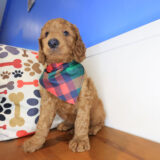 Schnitzel Mini Goldendoodle 02