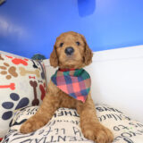 Schnitzel Mini Goldendoodle 03