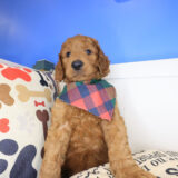 Schnitzel Mini Goldendoodle 04