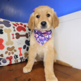 Sergeant York Golden Retriever 01