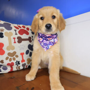 Sergeant York Golden Retriever 01