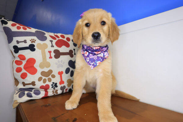 Sergeant York Golden Retriever 01