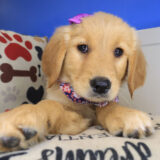 Sergeant York Golden Retriever 02