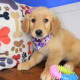 Sergeant York Golden Retriever 03