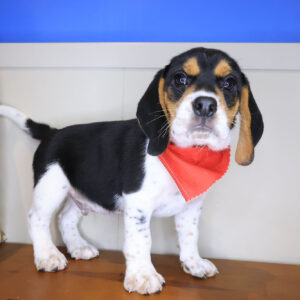 Shaggy Beagle 01