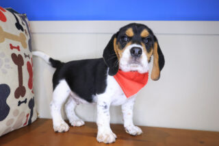 Shaggy Beagle 01