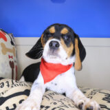 Shaggy Beagle 02