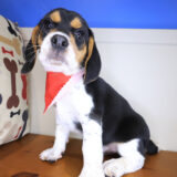 Shaggy Beagle 03