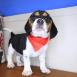 Shaggy Beagle 04