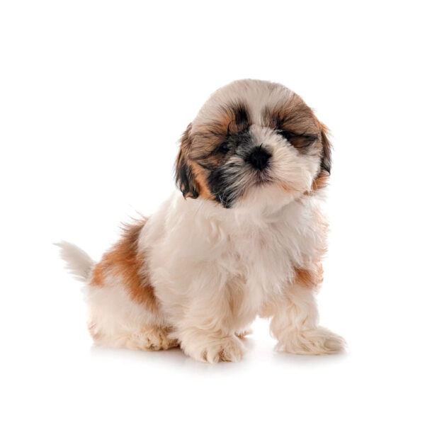 Shih-Tzu
