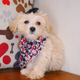 Shirley Bichapoo 01
