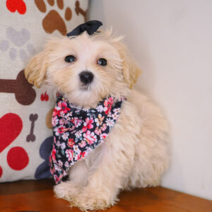 Shirley Bichapoo 01