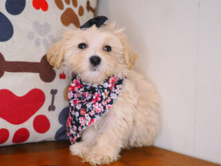 Shirley Bichapoo 01
