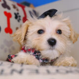 Shirley Bichapoo 02