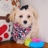 Shirley Bichapoo 03