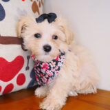 Shirley Bichapoo 04