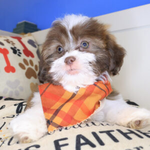 Simon Shihpoo 01