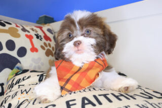 Simon Shihpoo 01
