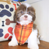Simon Shihpoo 02