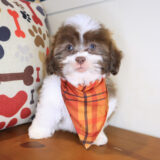 Simon Shihpoo 03
