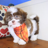 Simon Shihpoo 04