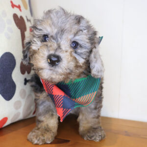 Skipper Bichapoo 01