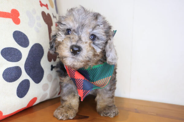 Skipper Bichapoo 01