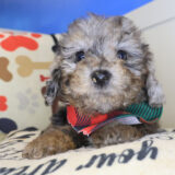 Skipper Bichapoo 02