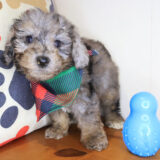 Skipper Bichapoo 03