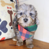 Skipper Bichapoo 04