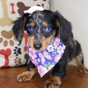 Skittles Dachshund 01