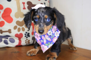 Skittles Dachshund 01