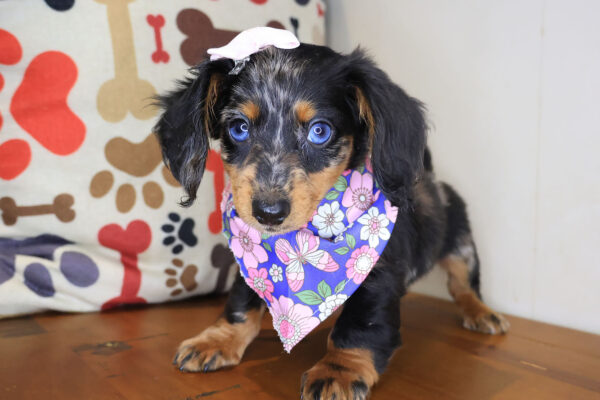 Skittles Dachshund 01