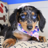Skittles Dachshund 02