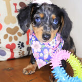 Skittles Dachshund 03