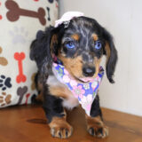Skittles Dachshund 04