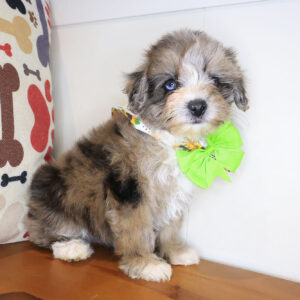Snickerdoodle Bichapoo 01