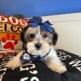 Sophie Shorkie 01
