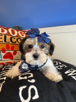 Sophie Shorkie 01