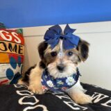 Sophie Shorkie 02