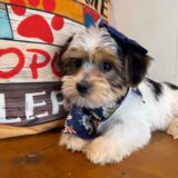 Sophie Shorkie 03