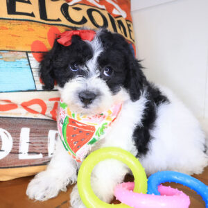 Söpö Bichapoo 01