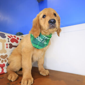Sprinkle Golden Retriever 01