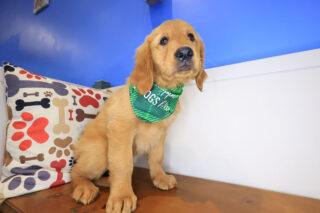 Sprinkle Golden Retriever 01