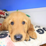 Sprinkle Golden Retriever 02