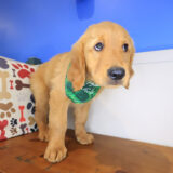 Sprinkle Golden Retriever 03
