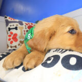 Sprinkle Golden Retriever 04