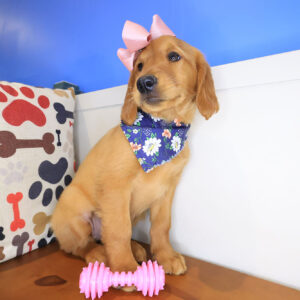 Squeaky Golden Retriever 01