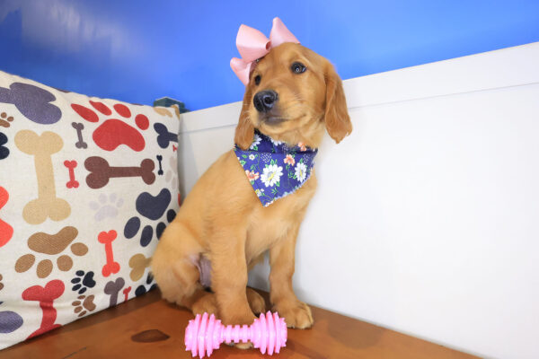 Squeaky Golden Retriever 01