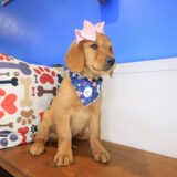 Squeaky Golden Retriever 02